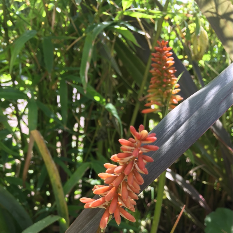 Plant image Kniphofia 'Royal Standard'