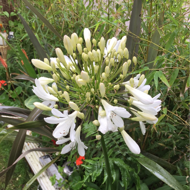 Plant image Agapanthus 'Snow Cloud' syn. Agapanthus 'Fragrant Snow'