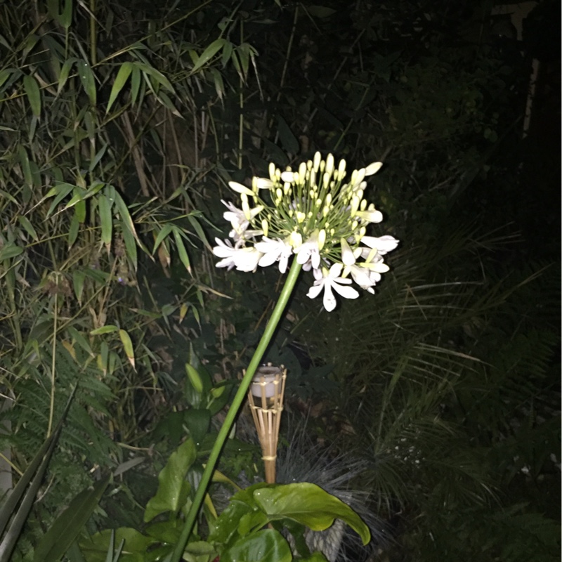 Plant image Agapanthus 'Snow Cloud' syn. Agapanthus 'Fragrant Snow'