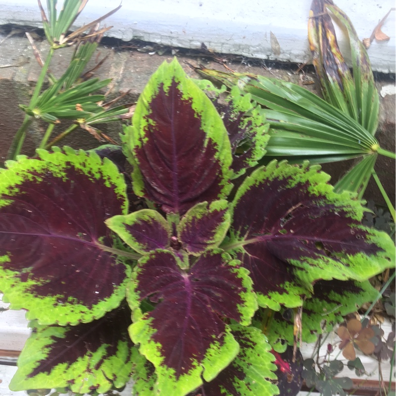 Plant image Solenostemon scutellarioides 'Chocolate Mint'