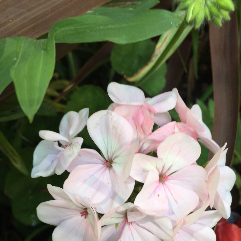 Plant image Pelargonium 'Amri Whitsp09' (Americana Series) syn. Pelargonium 'Americana White Splash'