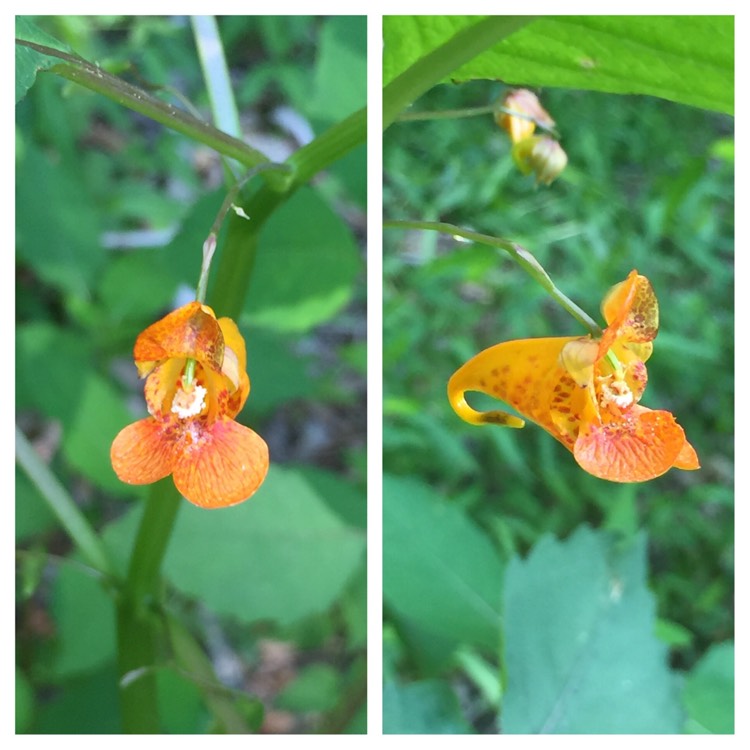 Plant image Impatiens capensis