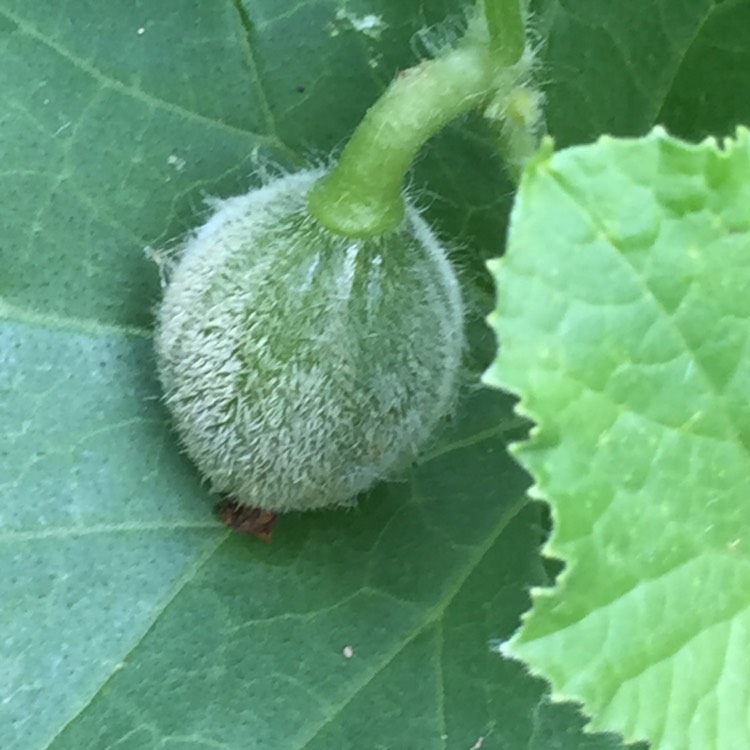 Plant image Cucumis melo var. cantalupensis 'Hale's Best Jumbo'