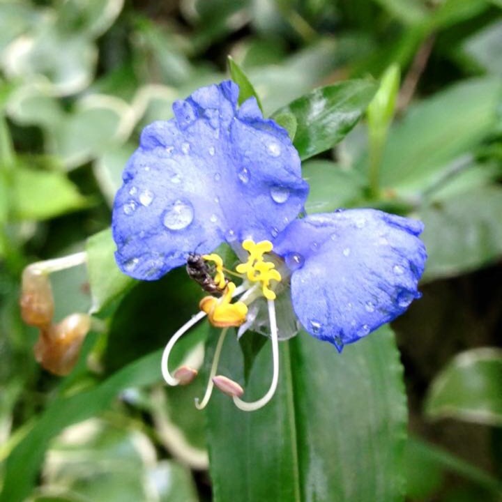 Plant image Commelina Communis