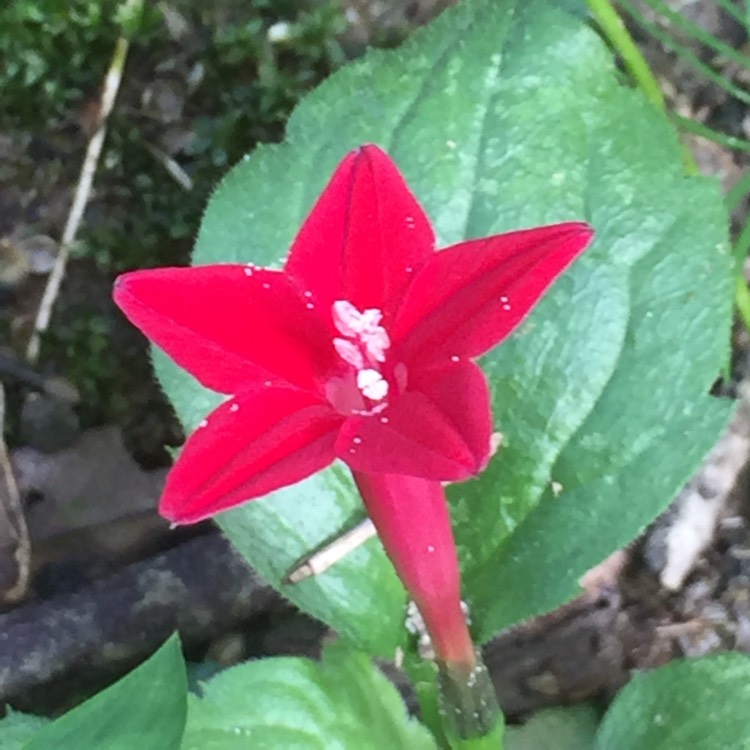 Plant image Ipomoea quamoclit  syn. Quamoclit pennata