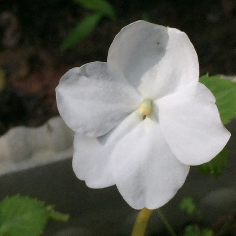 plant image 552412