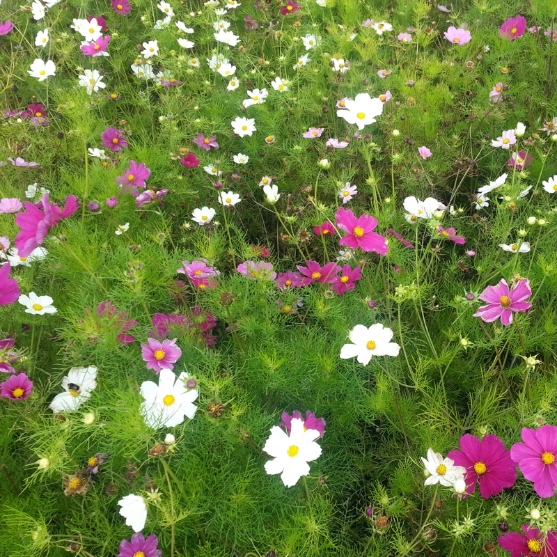 Cosmea