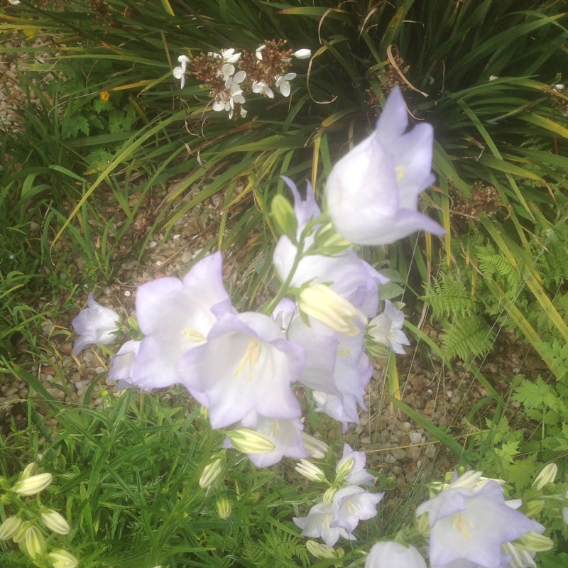 Canterbury Bells