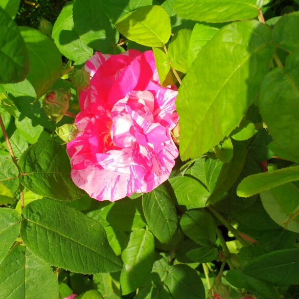 Plant image Rosa gallica 'Versicolor' syn. Rosa mundi, Rosa 'Mundi', Rosa mundi 'Versicolor'