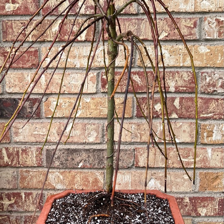 plant image 1592316