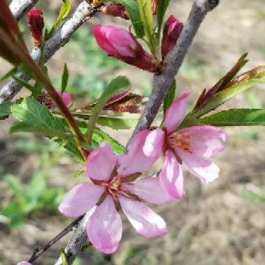 Prunus tenella