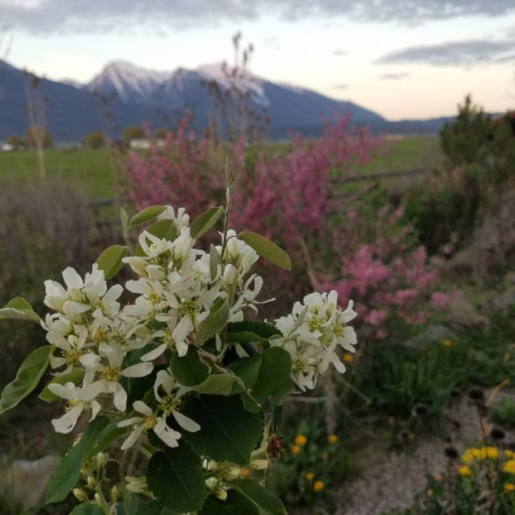 Plant image Amelanchier alnifolia