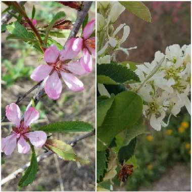 Prunus tenella