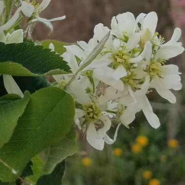 Amelanchier alnifolia