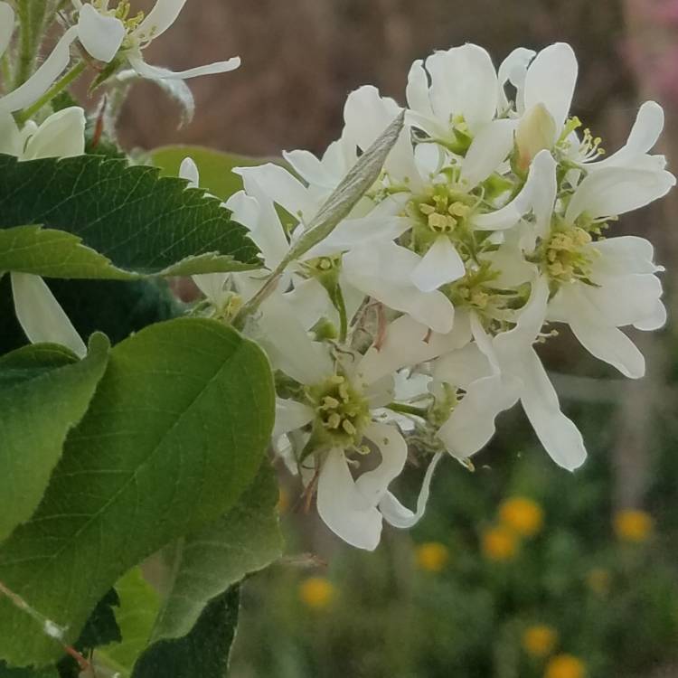 Plant image Amelanchier alnifolia