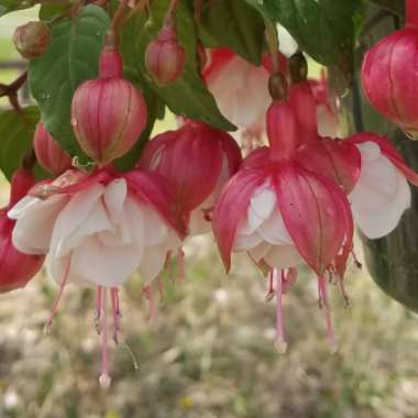 Fuchsia 'Swingtime'