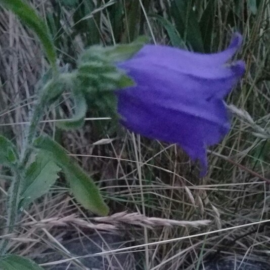 Campanula