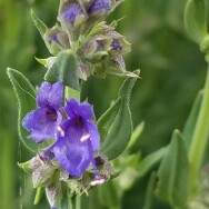 Plant image Hyssopus officinalis