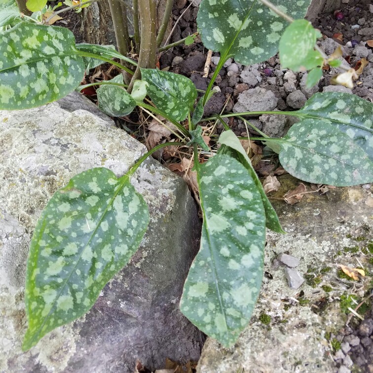 Plant image Pulmonaria 'Raspberry Splash'