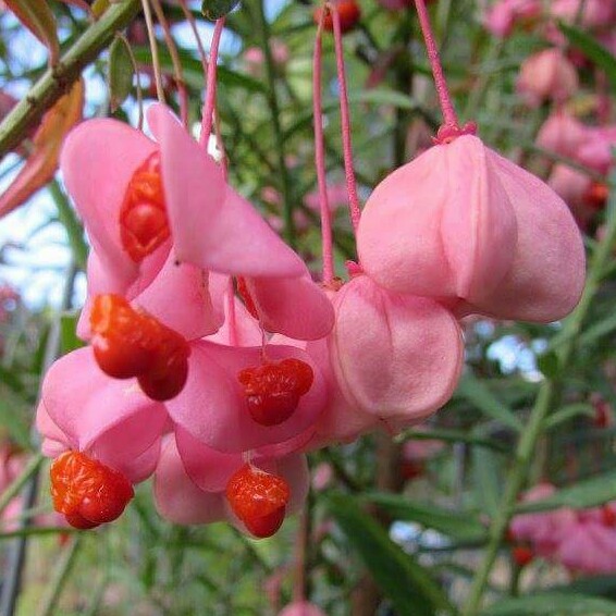 Plant image Euonymus nanus var. turkestanicus syn. Euonymus koopmannii, Euonymus nanus var. koopmannii