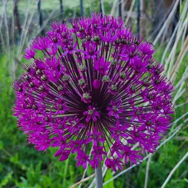 Allium 'Purple Sensation'