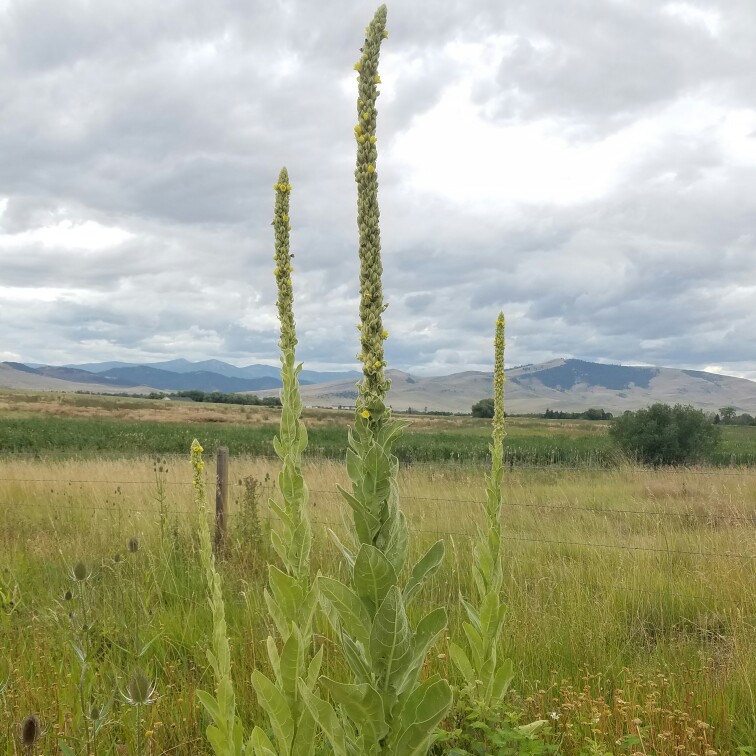 Verbascum thapsus