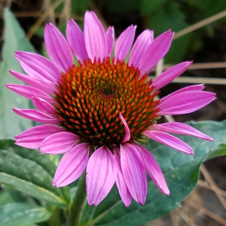 Echinacea purpurea 'Kim's Knee High'