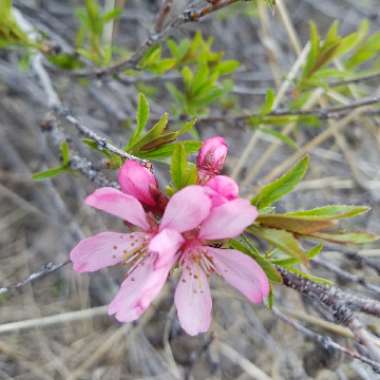 Prunus tenella