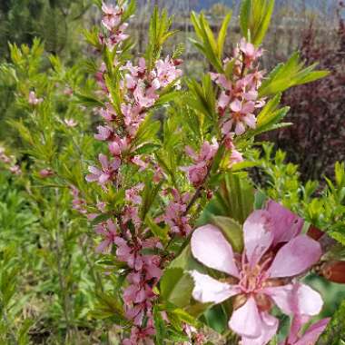 Prunus tenella