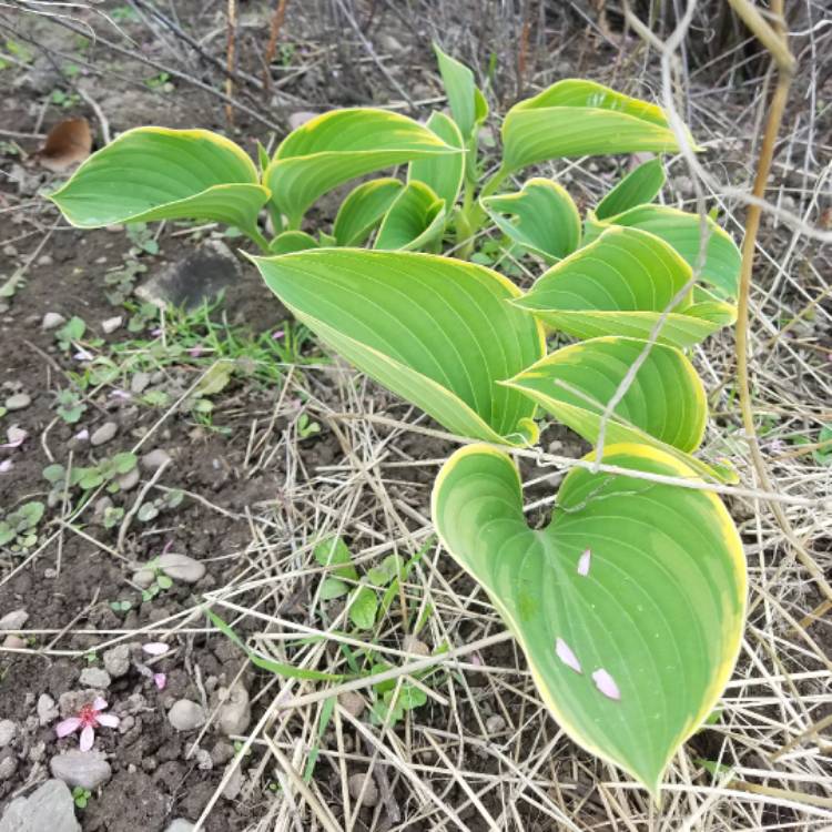 Plant image Hosta 'Aureomarginata' (ventricosa) syn. Hosta ventricosa 'Aureomarginata', Hosta 'Variegata' (ventricosa), Hosta 'Ventricosa Variegata'