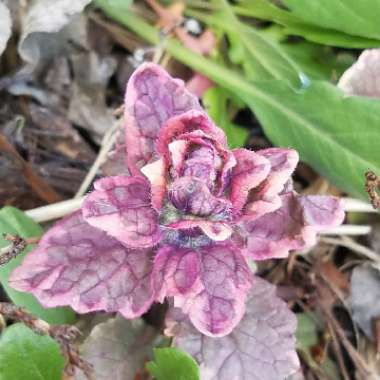 Ajuga reptans