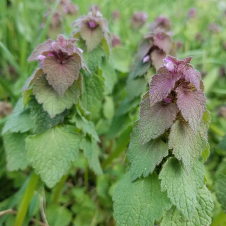 Plant image Lamium purpureum