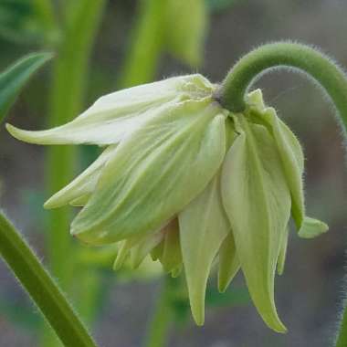 Aquilegia vulgaris var. stellata 'Nora Barlow'