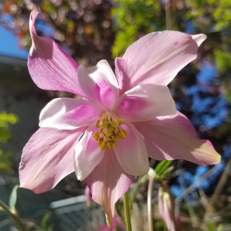 Plant image Aquilegia canadensis 'Pink Lanterns'