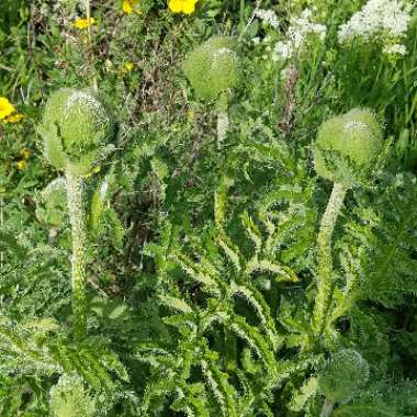 Papaver somniferum 'Giganteum'