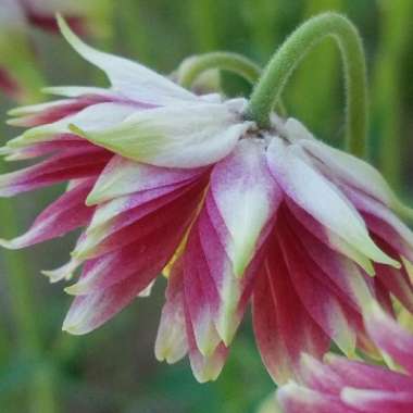 Aquilegia vulgaris var. stellata 'Nora Barlow'