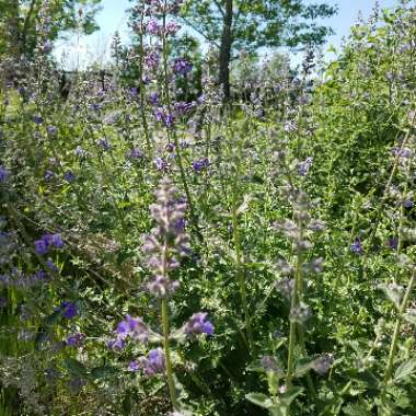 Salvia x sylvestris 'Mainacht' syn. Salvia x sylvestris 'May Night'