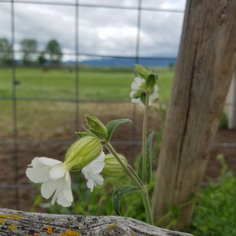 Plant image Silene latifolia