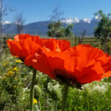 Papaver somniferum 'Giganteum'