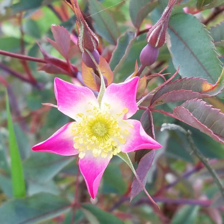 Plant image Rosa glauca syn. Rosa rubrifolia, Rosa ferruginea