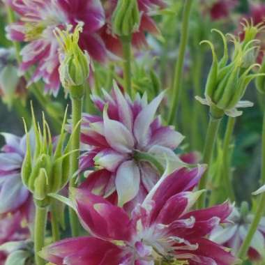 Aquilegia vulgaris var. stellata 'Nora Barlow'