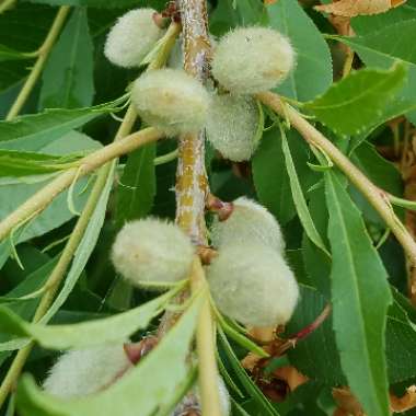 Prunus tenella