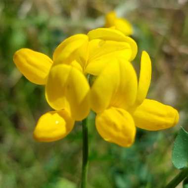 Lotus corniculatus