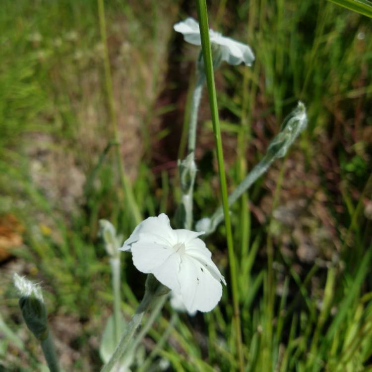 plant image 457107