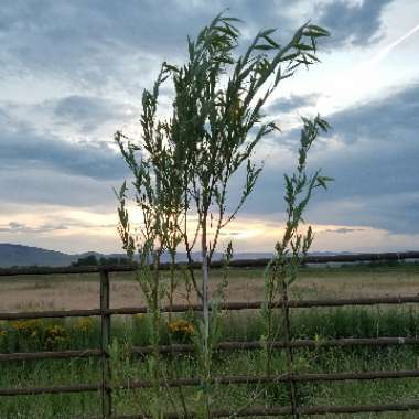 Salix x sepulcralis var. chrysocoma