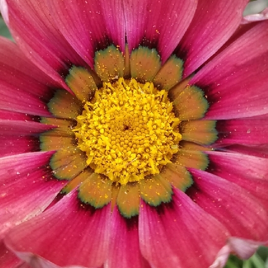 Plant image Gazania 'Kiss Mix'