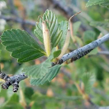 Hamamelis