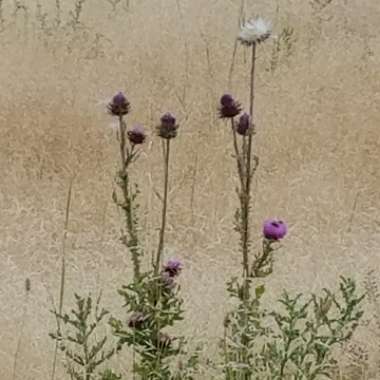 Silybum marianum