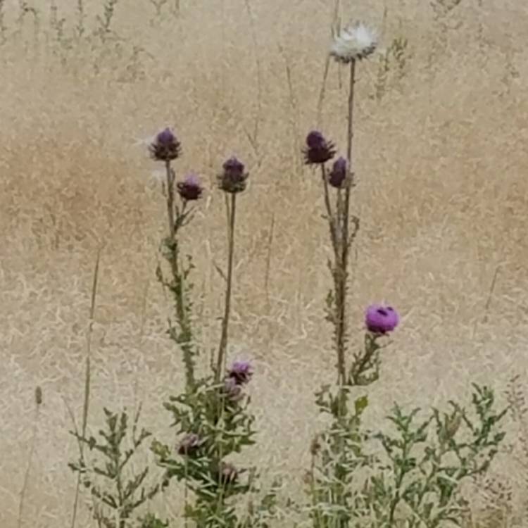 Plant image Silybum marianum