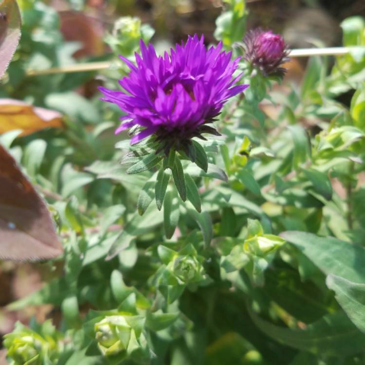 Plant image Aster novae-angliae 'Purple Dome'